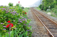 線路沿いの紫陽花