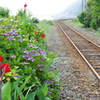 線路沿いの紫陽花