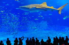 美ら海水族館