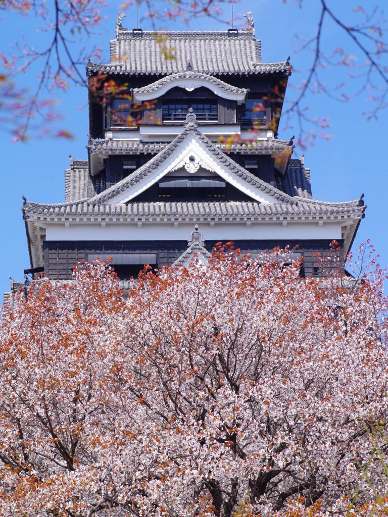 熊本城の桜