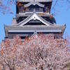 熊本城の桜