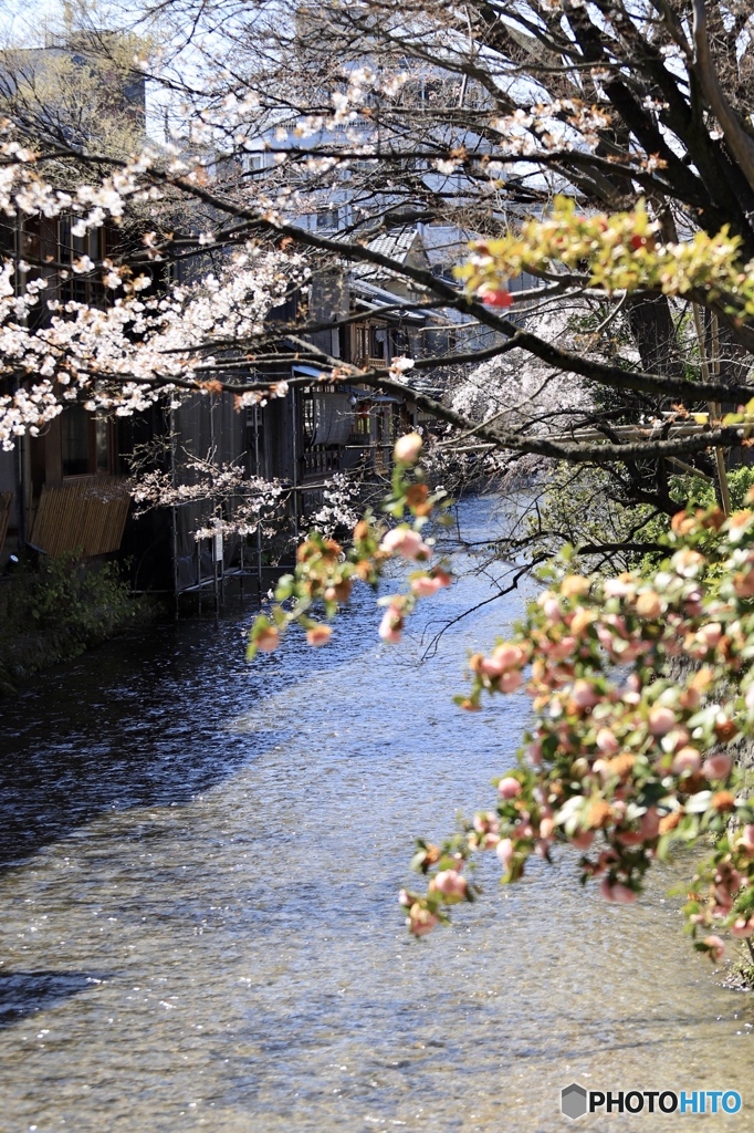 祇園白川の桜