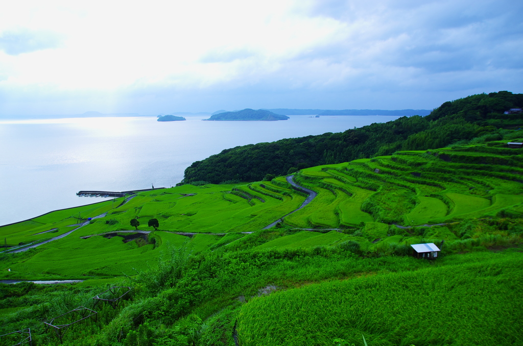 夏の土谷棚田