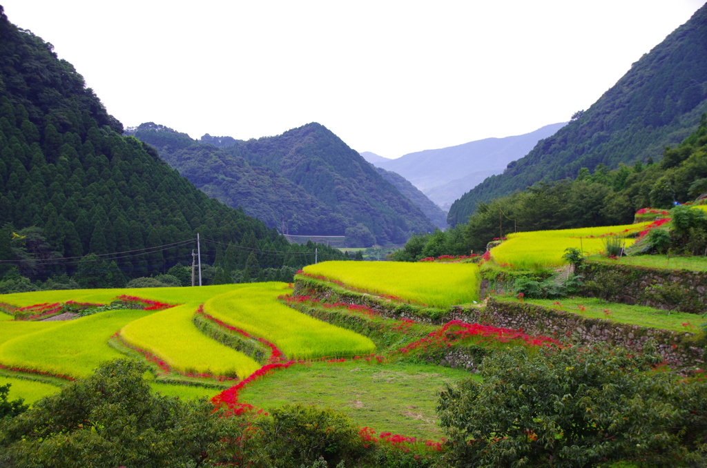 番所の棚田