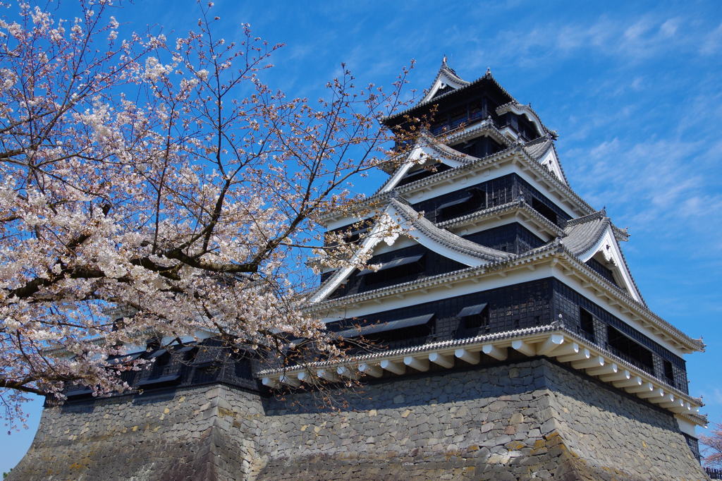 威風堂々　熊本城桜
