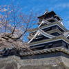 威風堂々　熊本城桜