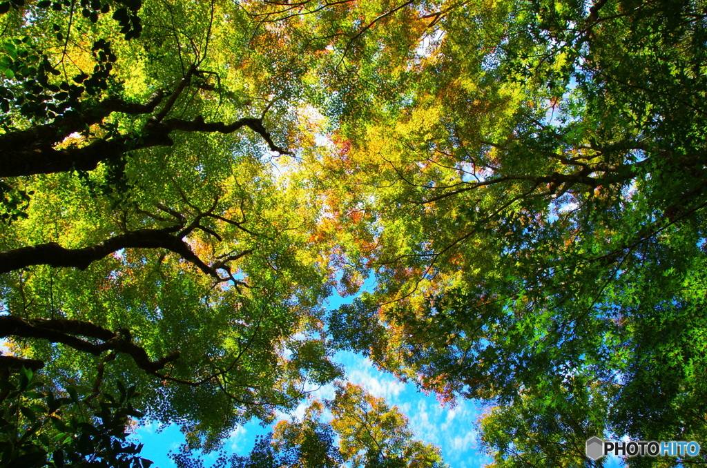 一人占めの紅葉