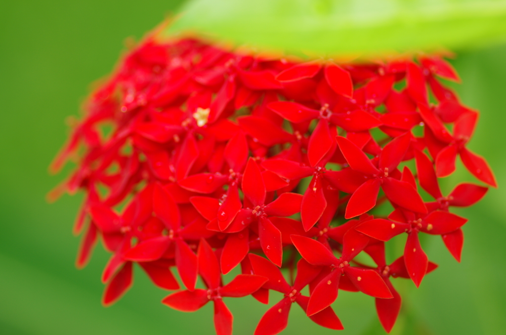 名も知らぬ花