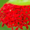名も知らぬ花