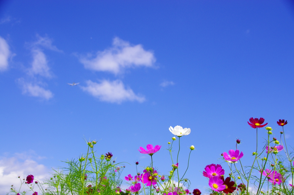 特別価格特典の-和紙の絵写真 額入り 38x27cm 花 赤 秋 「青空と赤い