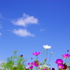 コスモスと青空