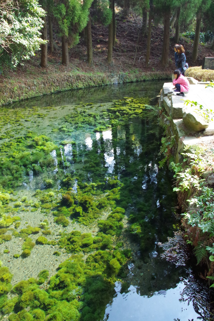 名水　白川水源