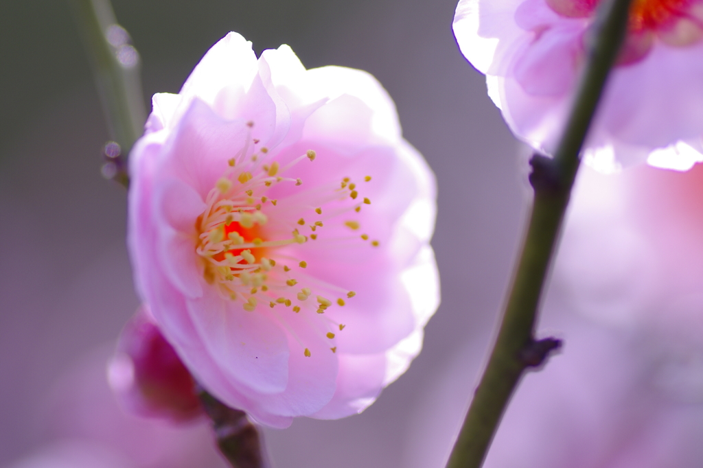 薄紅色の花