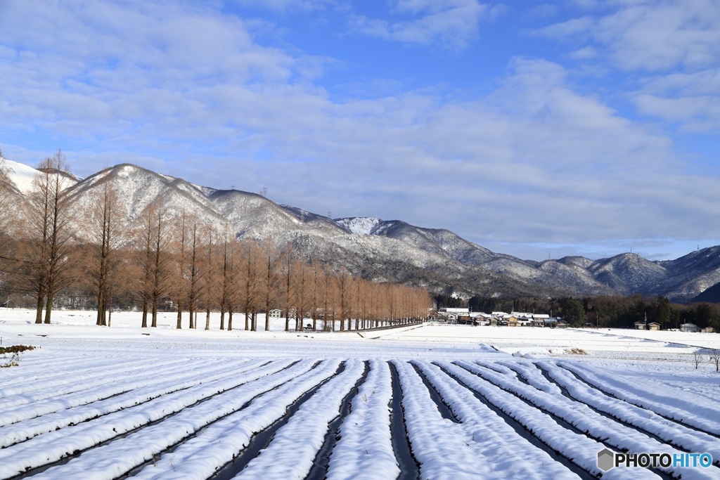 雪のメタセコイア