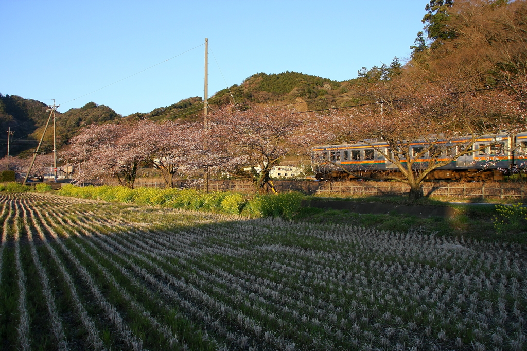 東海道線春爛漫