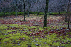 苔のある風景