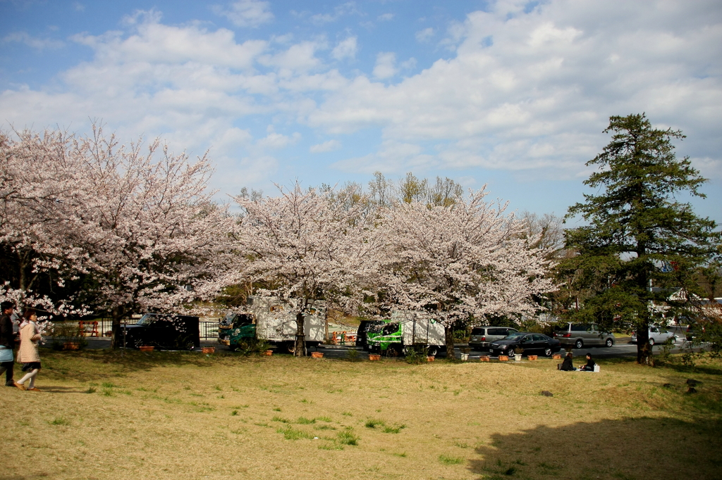 空と大地と桜