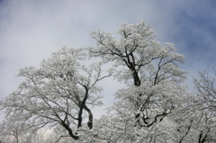 雪桜