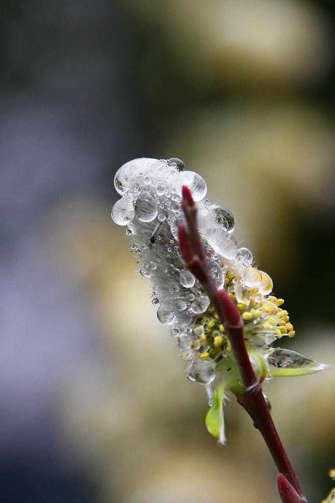 雨上がりのネコヤナギ