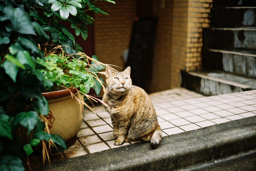 二月