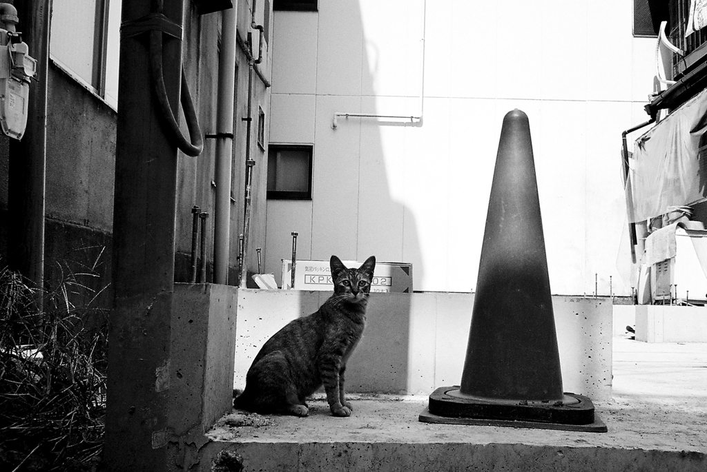 日曜の猫1