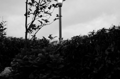 黄昏　十条1