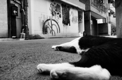 猫たちの午後2