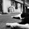猫たちの午後2