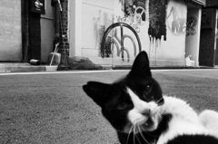 猫たちの午後1