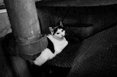 中野の美猫さん