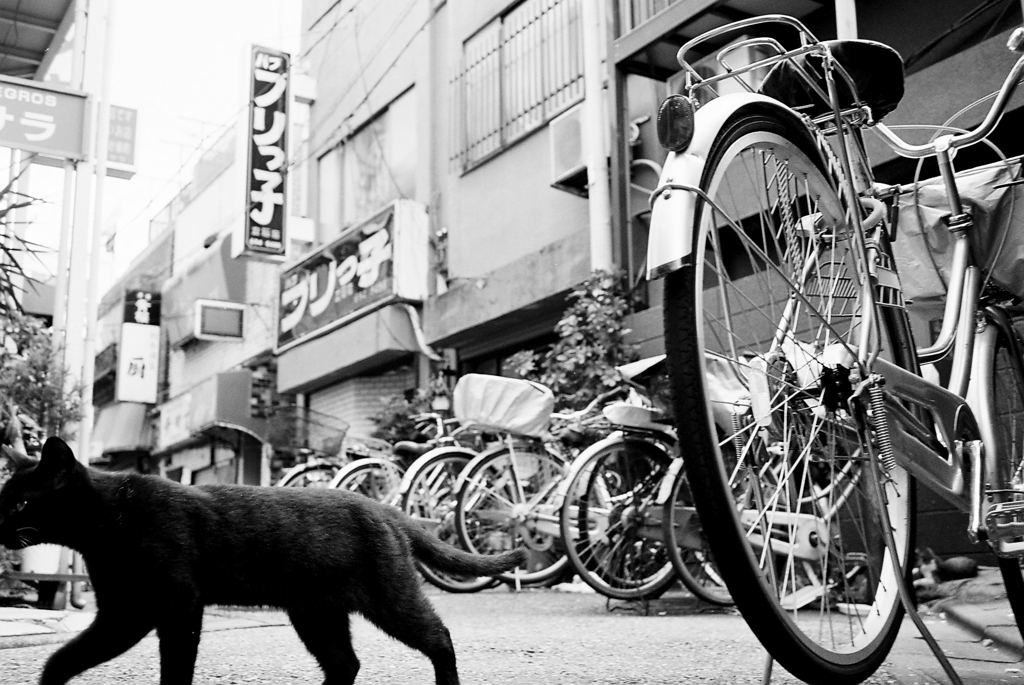 日曜の猫2