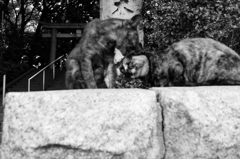 八幡宮の兄弟5