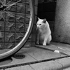 寄り亀2