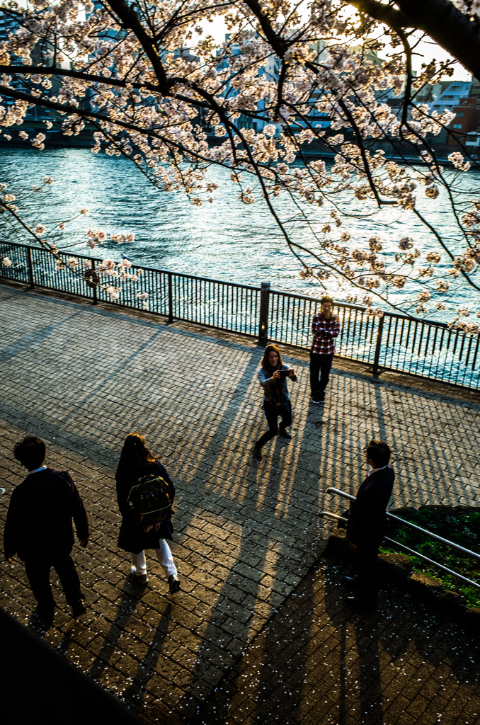 2018 Hanami snap #5
