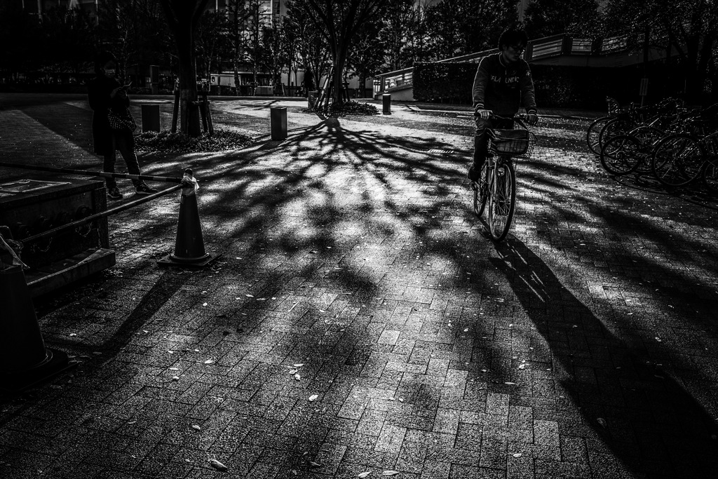 Shadow of a tree