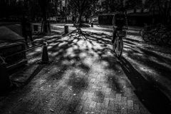 Shadow of a tree
