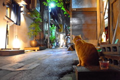 Watchcat of the alley