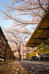 2018 Hanami snap #4