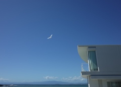 Seabird