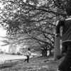 2018 Hanami snap #13