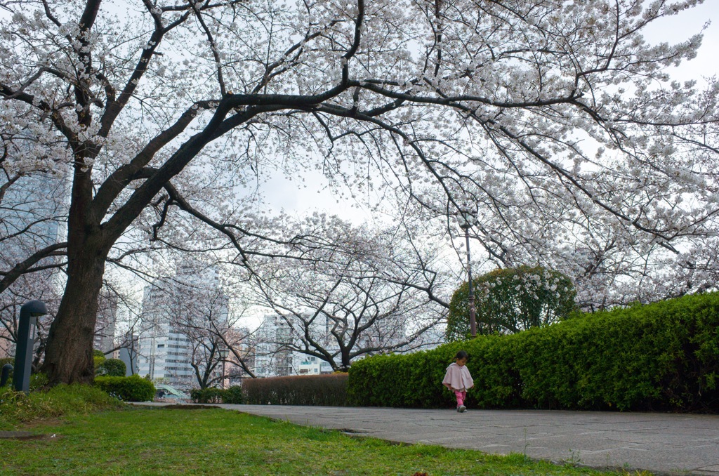 Cherry tree and little girl