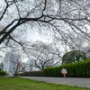 Cherry tree and little girl