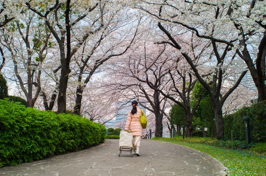 Walking under cherry blossom
