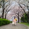 Walking under cherry blossom
