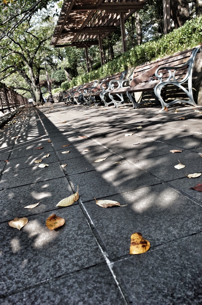 Sunlight, leaves, bench