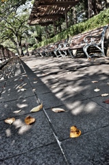 Sunlight, leaves, bench