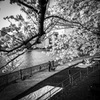 2018 Hanami snap #7
