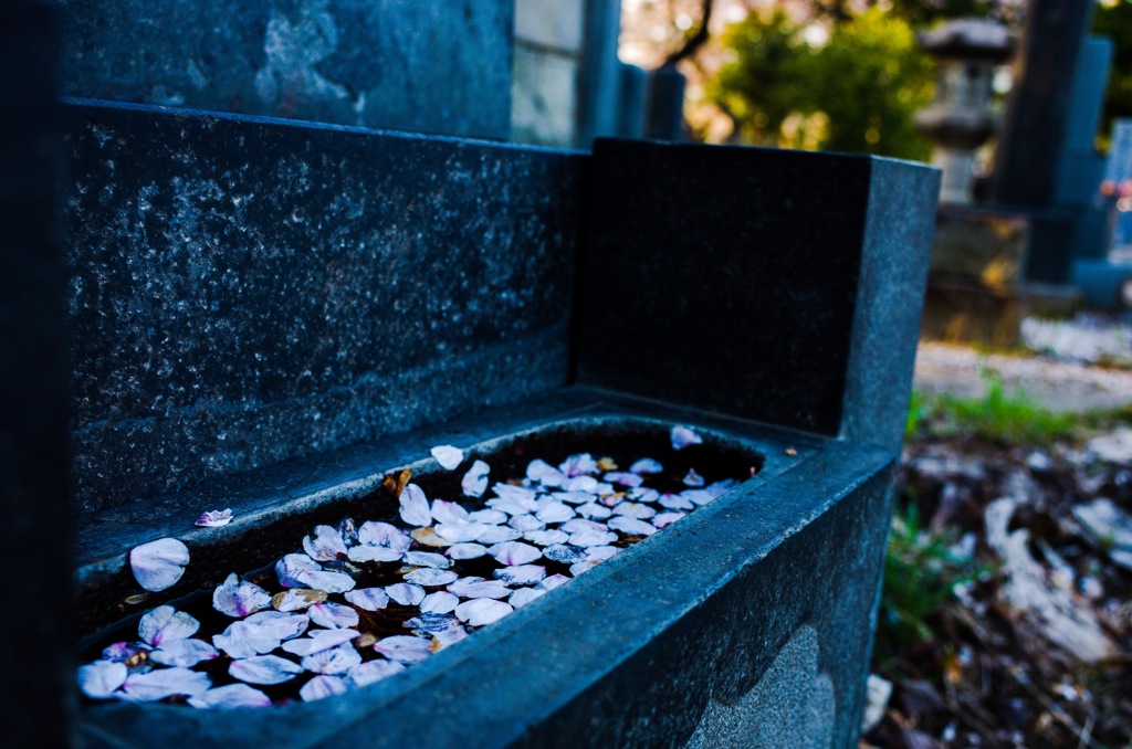 Cherry blossoms on a ruined tomb