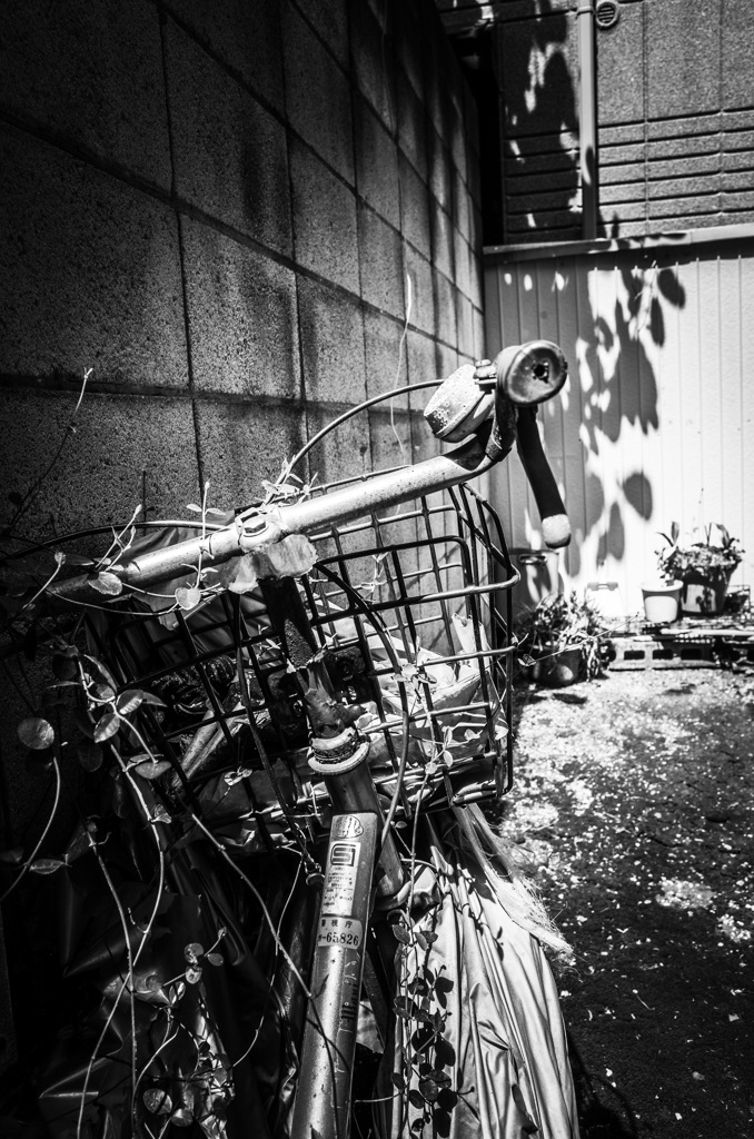 Still life ‘Abandoned bicycle ‘