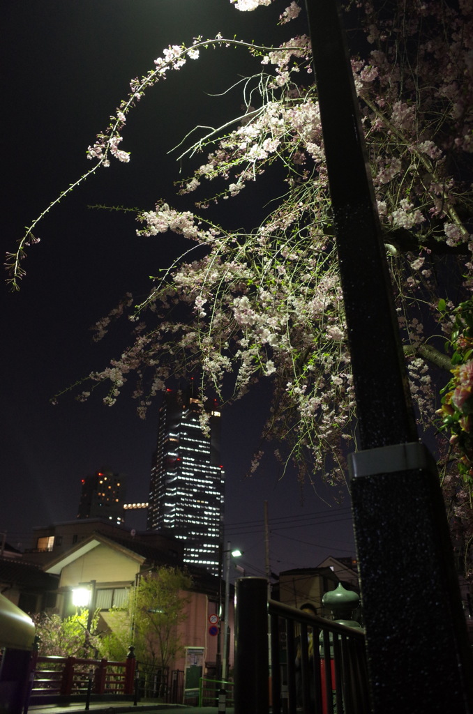 2018 Hanami snap #last